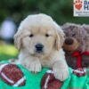 Image of Garth, a Golden Retriever puppy