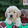 Image of Garth, a Golden Retriever puppy