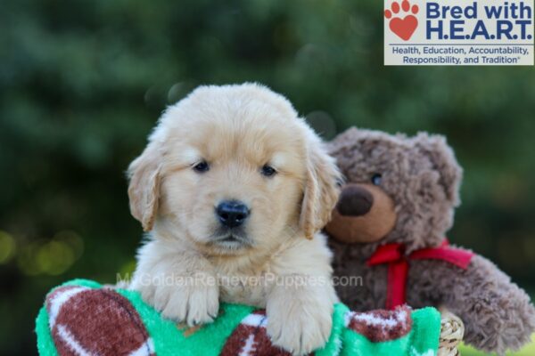 Image of Garth, a Golden Retriever puppy