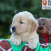 Image of Garth, a Golden Retriever puppy
