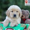 Image of George, a Golden Retriever puppy