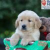 Image of George, a Golden Retriever puppy