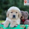 Image of George, a Golden Retriever puppy