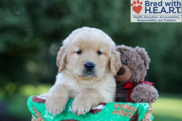 Image of George, a Golden Retriever puppy