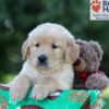 Image of George, a Golden Retriever puppy