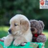 Image of George, a Golden Retriever puppy