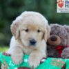 Image of George, a Golden Retriever puppy