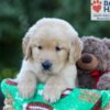 Image of George, a Golden Retriever puppy