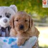 Image of George, a Golden Retriever puppy