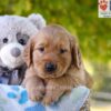 Image of George, a Golden Retriever puppy