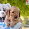 Image of George, a Golden Retriever puppy