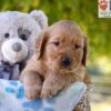 Image of George, a Golden Retriever puppy
