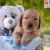 Image of George, a Golden Retriever puppy