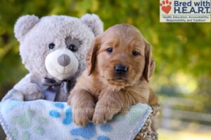 Image of George, a Golden Retriever puppy