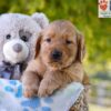 Image of George, a Golden Retriever puppy