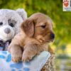 Image of George, a Golden Retriever puppy