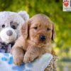 Image of George, a Golden Retriever puppy