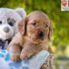 Image of George, a Golden Retriever puppy