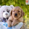 Image of George, a Golden Retriever puppy
