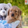 Image of George, a Golden Retriever puppy