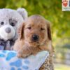 Image of George, a Golden Retriever puppy