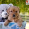 Image of Gina, a Golden Retriever puppy