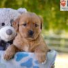 Image of Gina, a Golden Retriever puppy