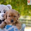 Image of Gina, a Golden Retriever puppy