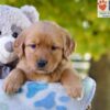 Image of Gina, a Golden Retriever puppy