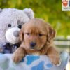 Image of Gina, a Golden Retriever puppy