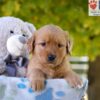 Image of Gina, a Golden Retriever puppy