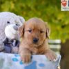 Image of Gina, a Golden Retriever puppy