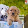 Image of Gina, a Golden Retriever puppy
