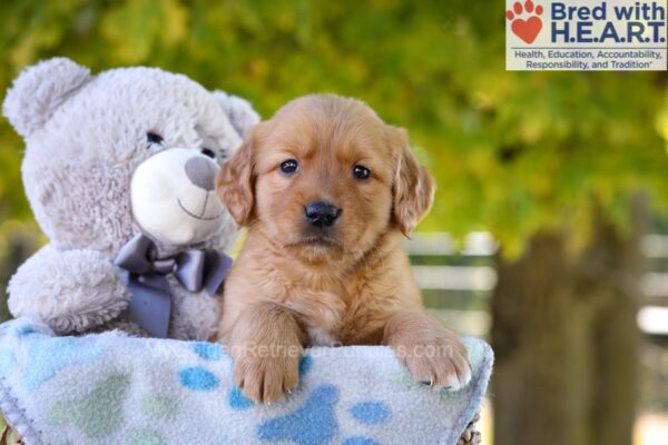 Image of Gina, a Golden Retriever puppy