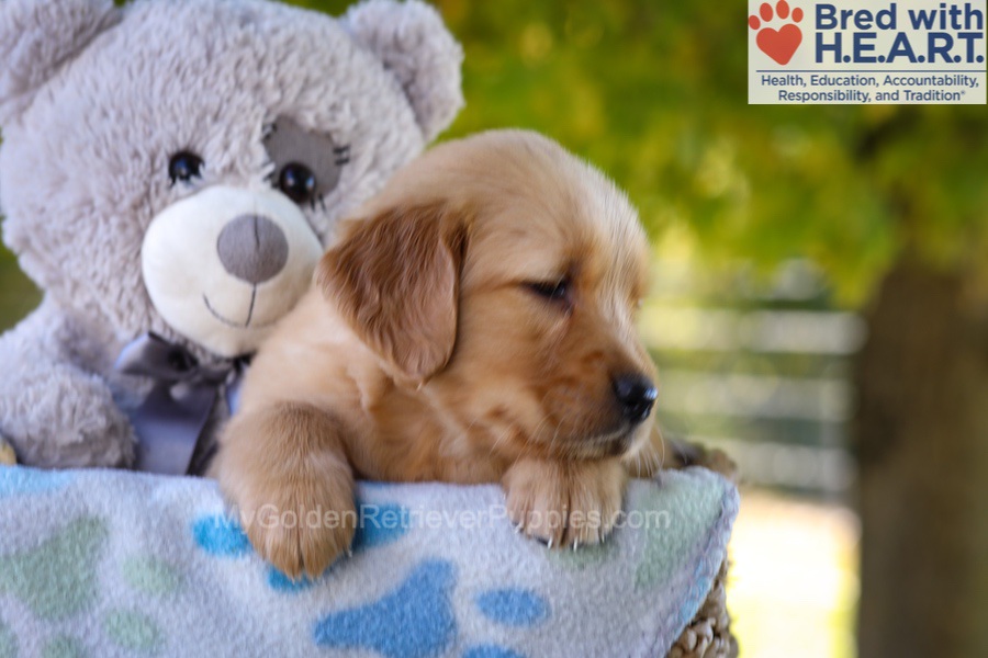 Ginger Image of Ginger, a Golden Retriever puppy