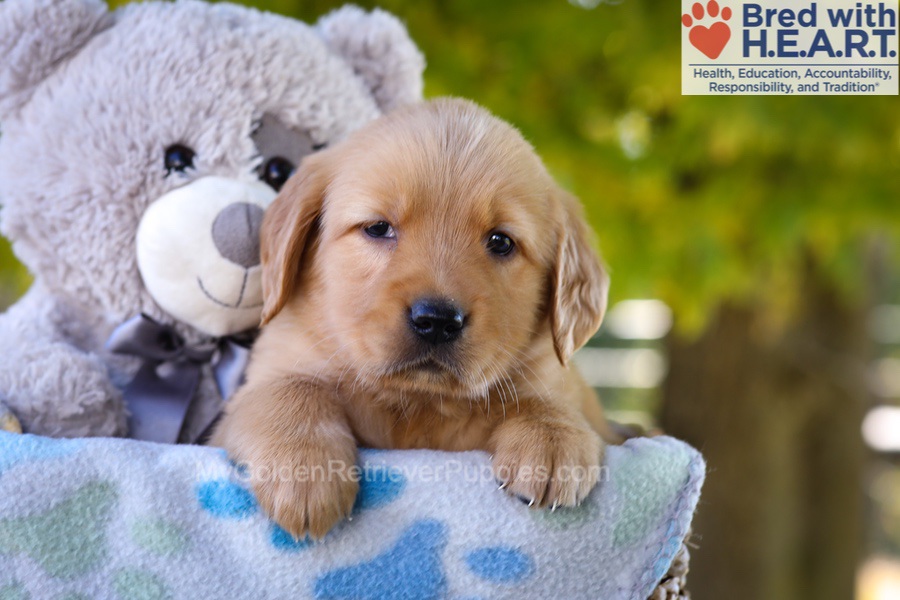 Ginger Image of Ginger, a Golden Retriever puppy