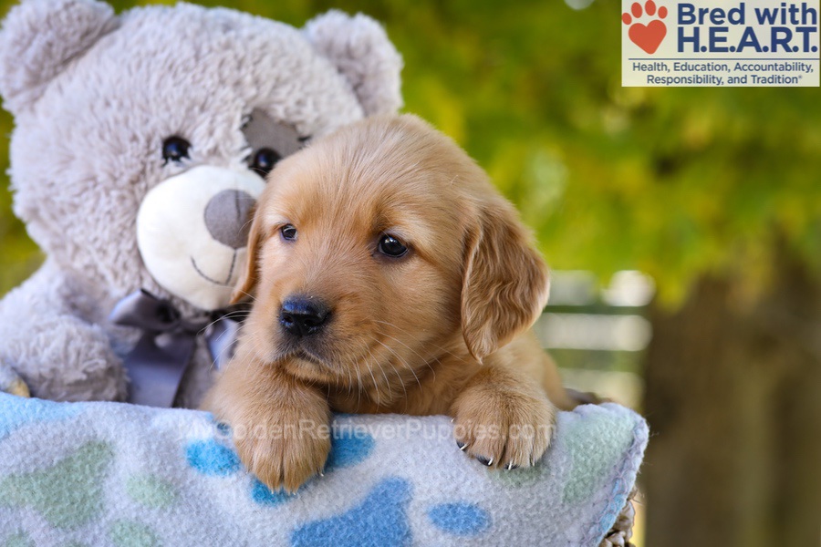 Ginger Image of Ginger, a Golden Retriever puppy