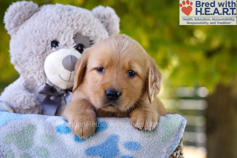 Ginger Image of Ginger, a Golden Retriever puppy
