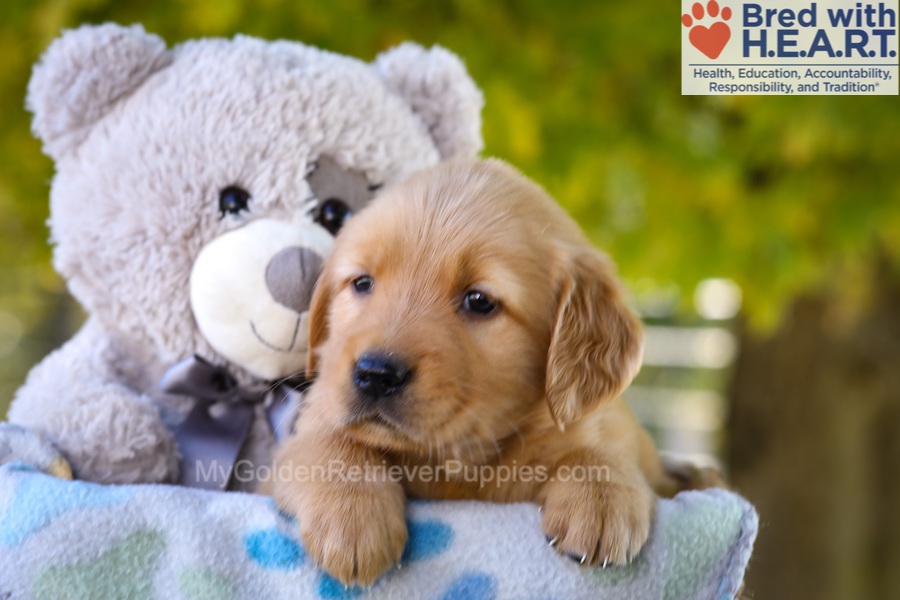 Ginger Image of Ginger, a Golden Retriever puppy