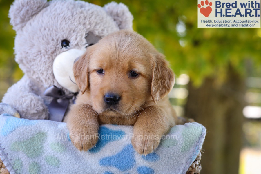 Ginger Image of Ginger, a Golden Retriever puppy