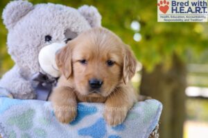 Image of Ginger, a Golden Retriever puppy