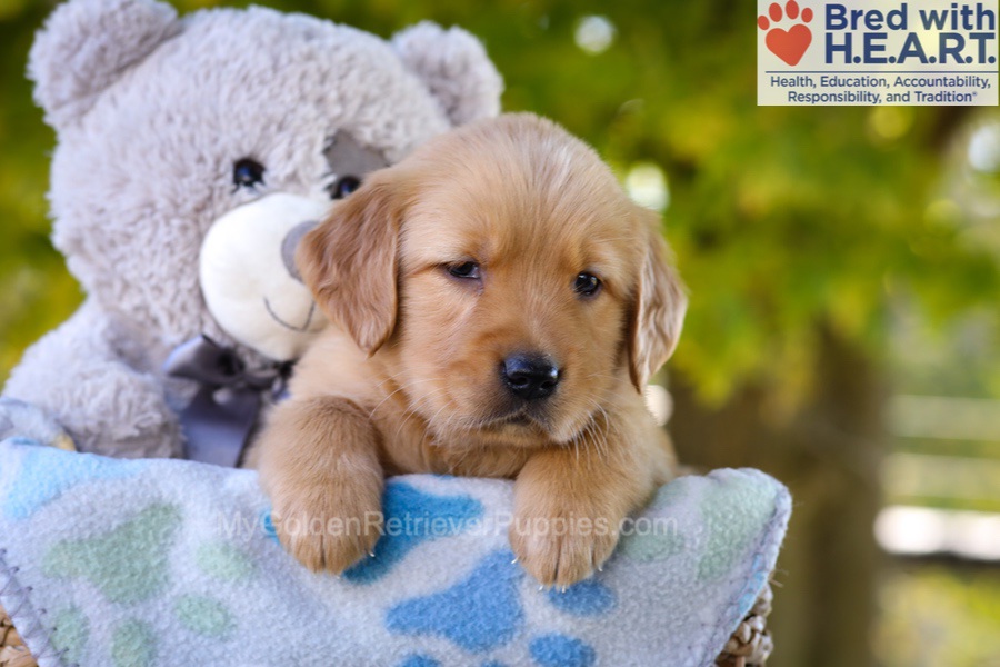Ginger Image of Ginger, a Golden Retriever puppy