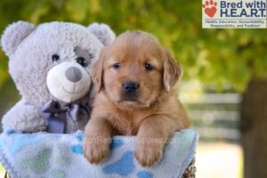 Image of Goldie, a Golden Retriever puppy
