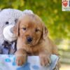 Image of Grace, a Golden Retriever puppy