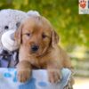 Image of Grace, a Golden Retriever puppy