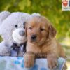 Image of Grace, a Golden Retriever puppy