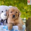 Image of Grace, a Golden Retriever puppy