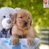 Image of Grace, a Golden Retriever puppy