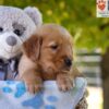 Image of Grace, a Golden Retriever puppy