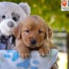 Image of Grace, a Golden Retriever puppy